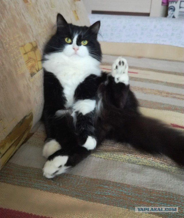 Котовторник  13.02.2018