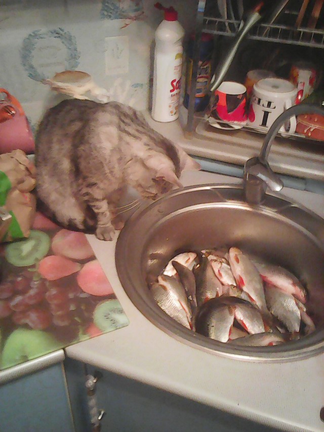 Живность из сети