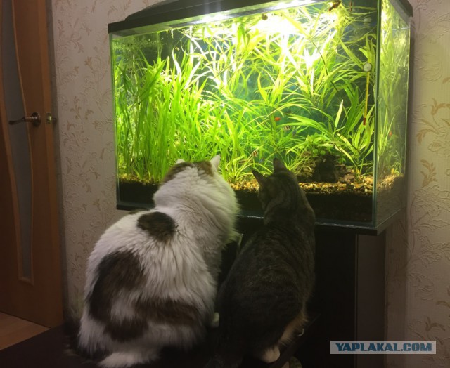 Котовторник 20.02.18
