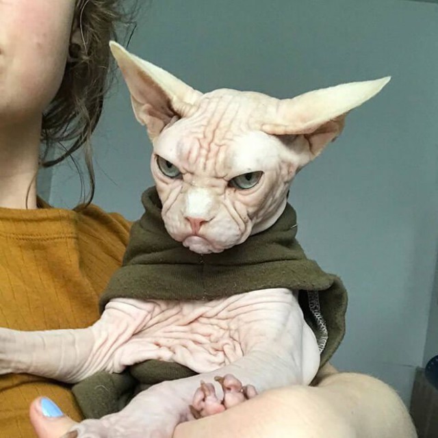 Прикольных котов пост