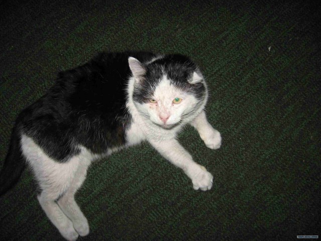 Котовторник на 07.04.2009