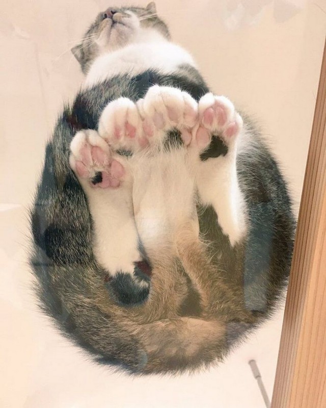 Прикольных котов пост