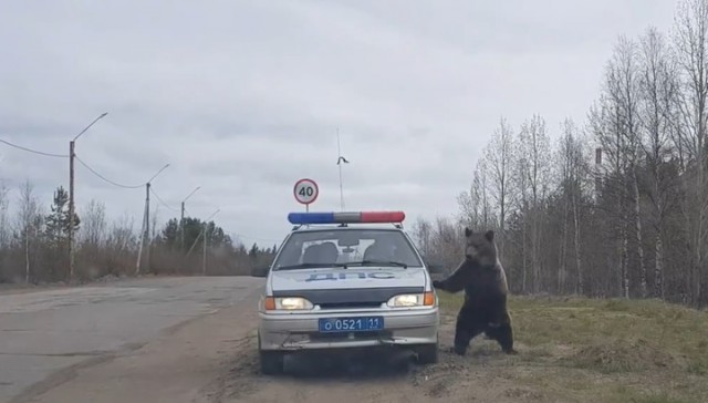 Калейдоскоп картинок