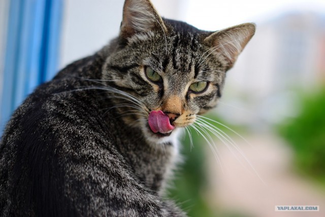Котовторник (07.02.2012)