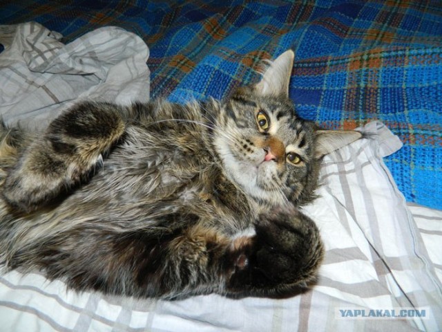Котовторник 27.03.2012