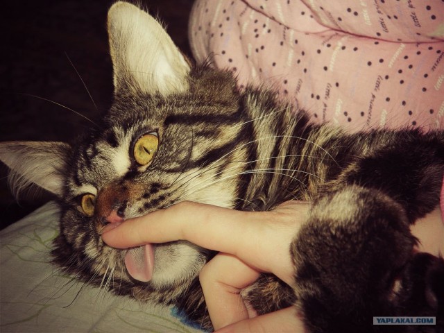Котовторник  от 3.04.2012