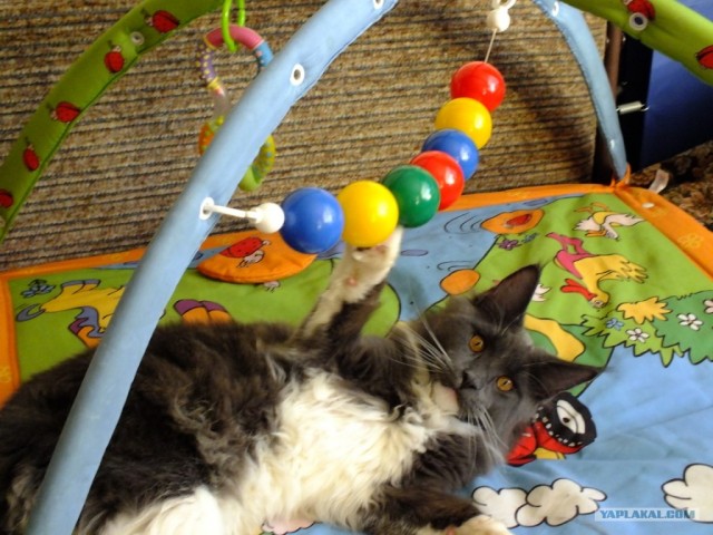 Котовторник 29.01.2013