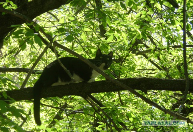 котовторник 07.05.2019