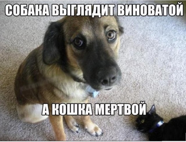 Картинки с котами и про котов
