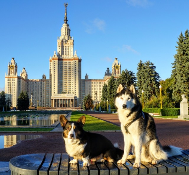 Живность из сети