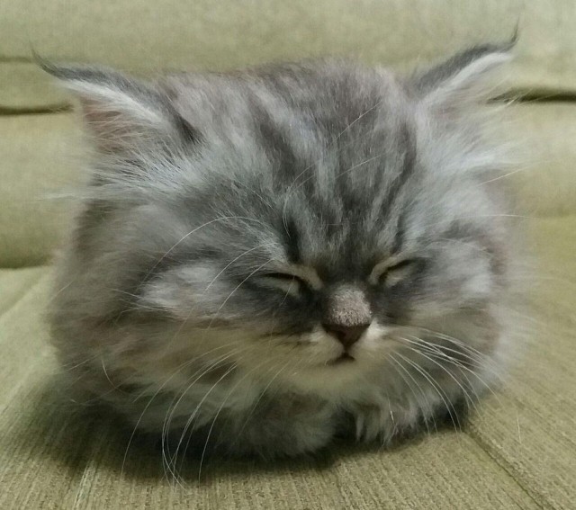 Смешные коты