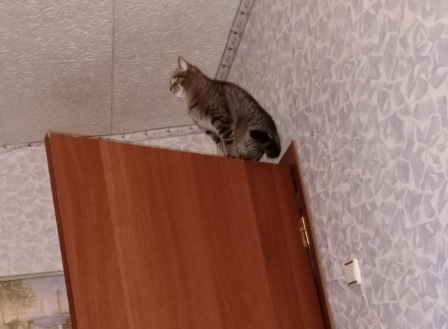 Кот: "Да... вот так, вот теперь удобно"