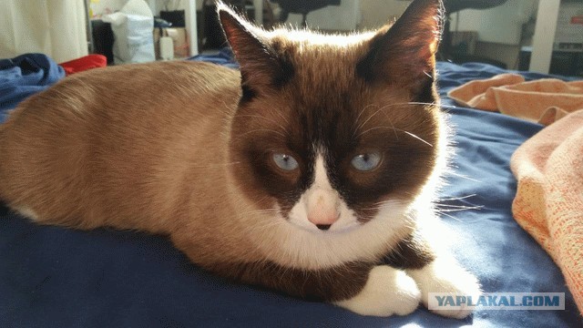 Про прапора, кота