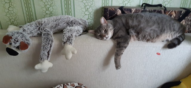 Кошки часто любят отдыхать там, где их, в принципе, не должно быть