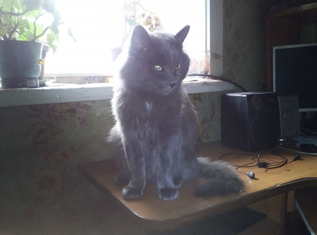 Котовторник!