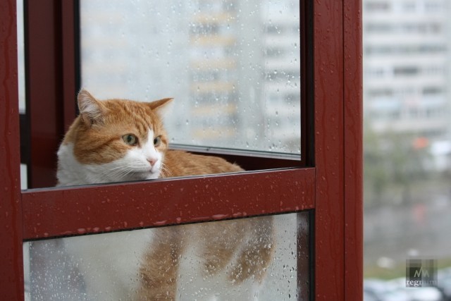 В Госдуме предложили ввести штрафы до ₽30.000 для тех, кто выбрасывает на улицу домашних животных