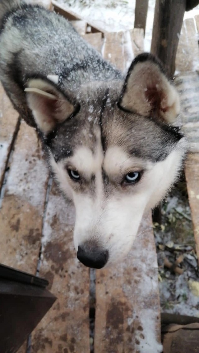 Прекратите разводить ХАСКИ!