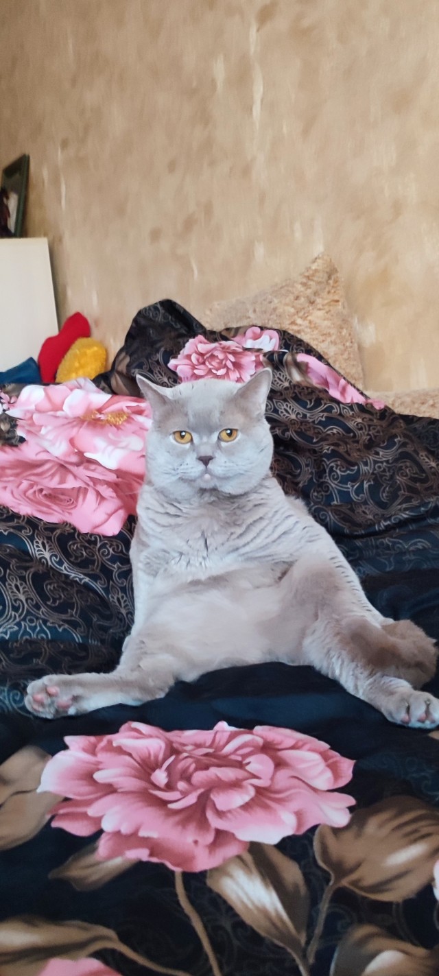Коту всегда есть чем заняться в шесть часов утра