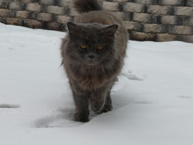 Котовторник 26.03.2013
