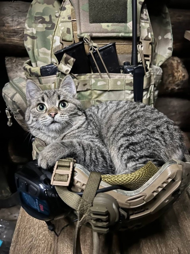 Кот на боевых