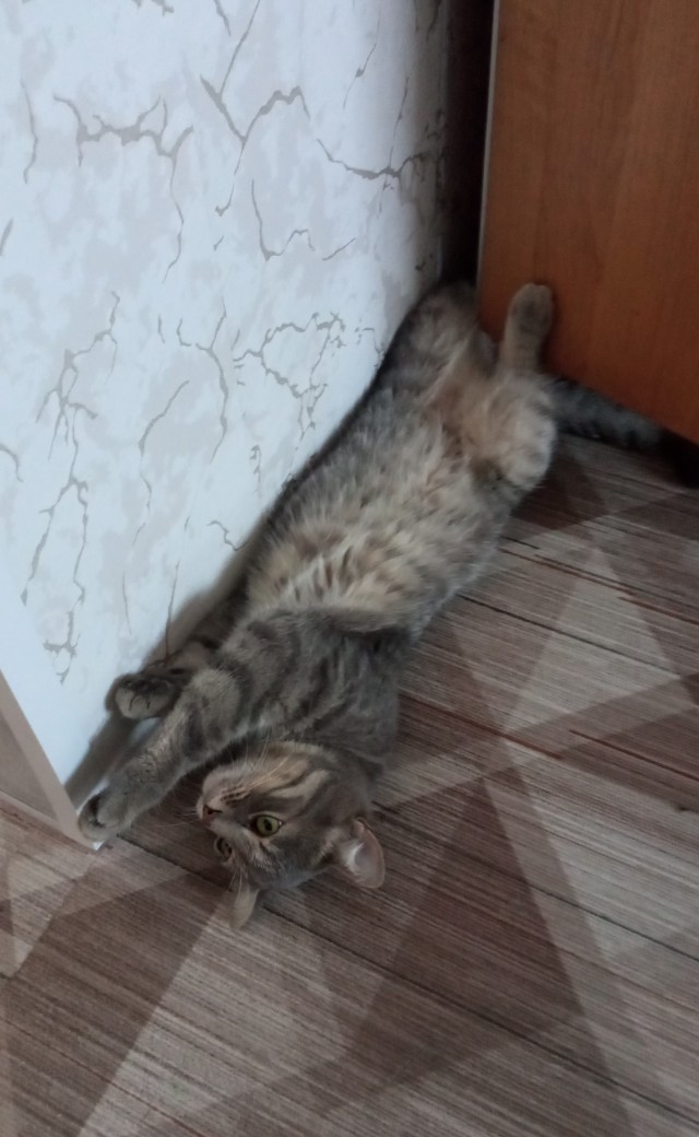 Походу мой кот бухает втихаря