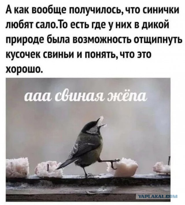 Когда оставил сало для синичек