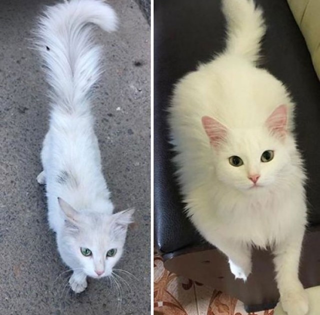 Подборка котов, нашедших свой дом