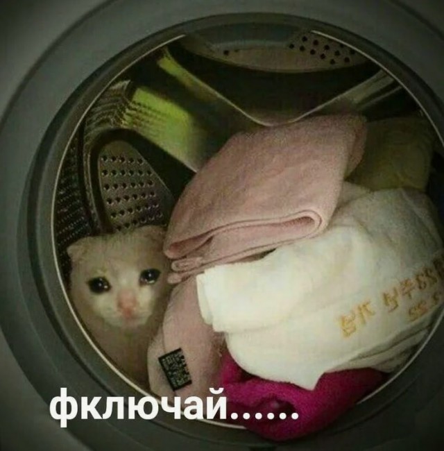 В Москве 80-летняя пенсионерка случайно постирала свою кошку