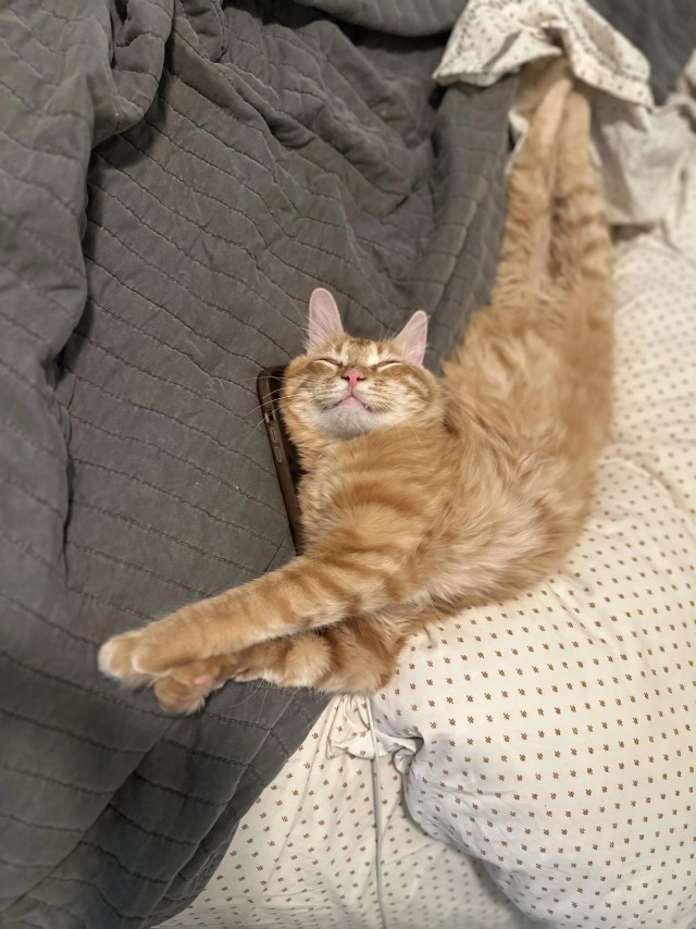 Подозрительно счастливая морда