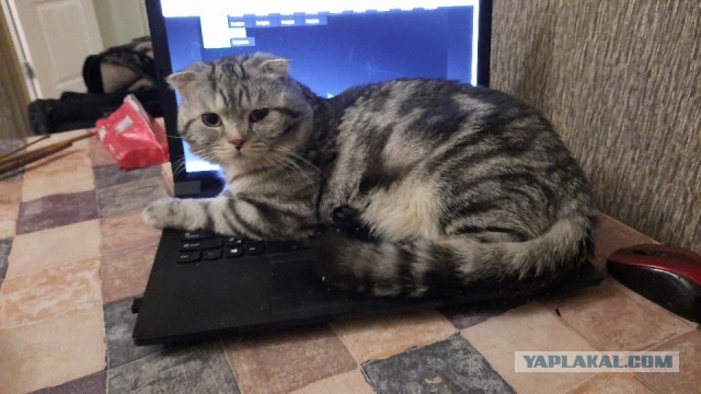Чем отличаются люди, у которых есть кошки, от людей, у которых их нет? Тест и его результаты