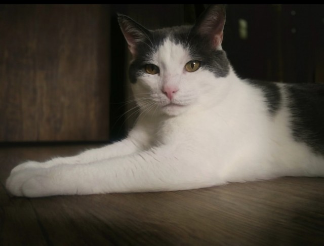 Моя жена не умеет фоткать кота
