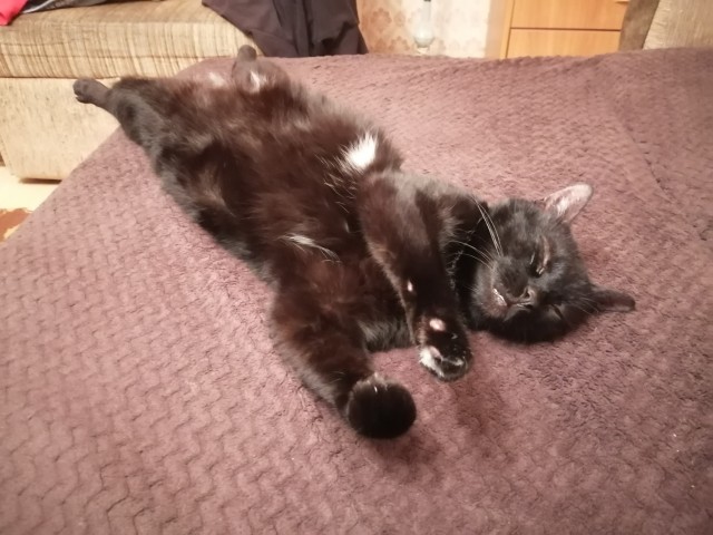 Осенний кот