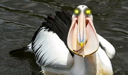 Стая гордых пеликанов