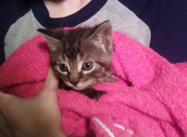 Семнадцать лет Мистера Танка (котовторник)