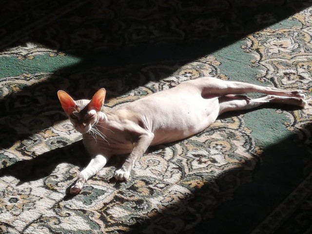 В защиту кошек породы Сфинкс канадский...