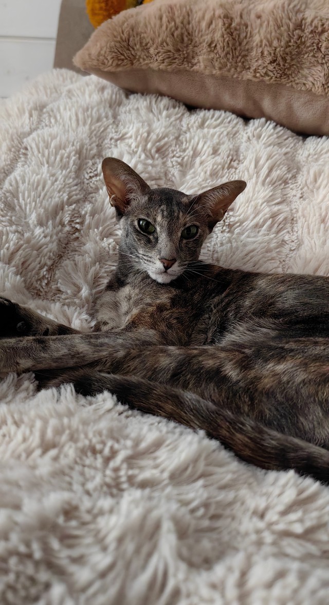80 г => 3,1 кг (котовторник)