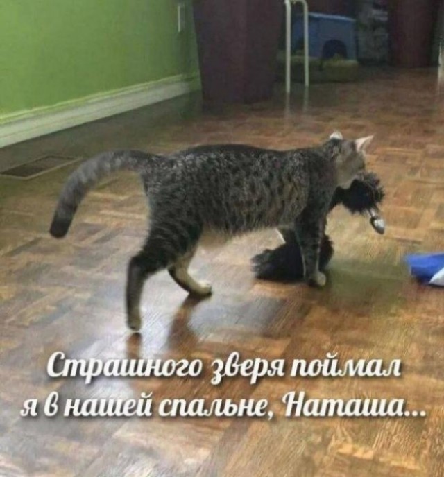 Мужчина нашёл трëхцветного котëнка в снегу у канавы