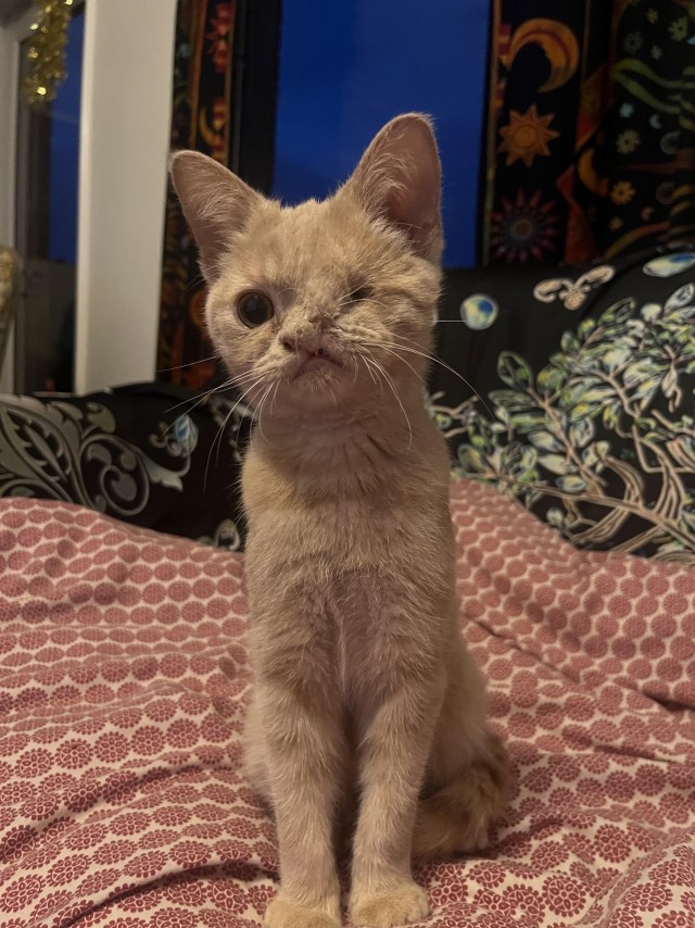 Необычный котёнок Бенни и его друзья