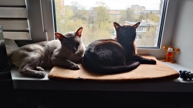 Кот и буквы