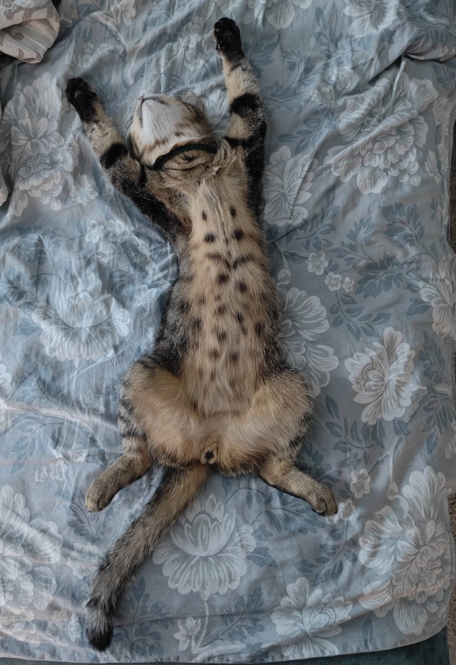 Котфуций