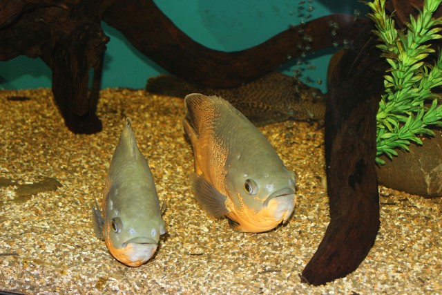 Отчёт о поездке в Крым 12.07 - 29.07