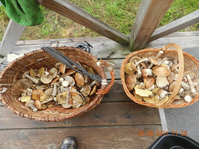 Необычные грибы