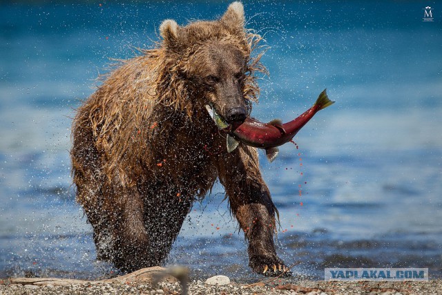 Камчатские медведи пируют