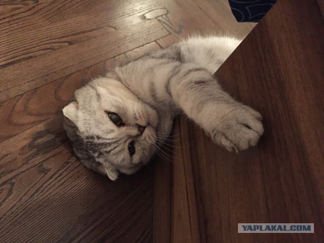Котовторник