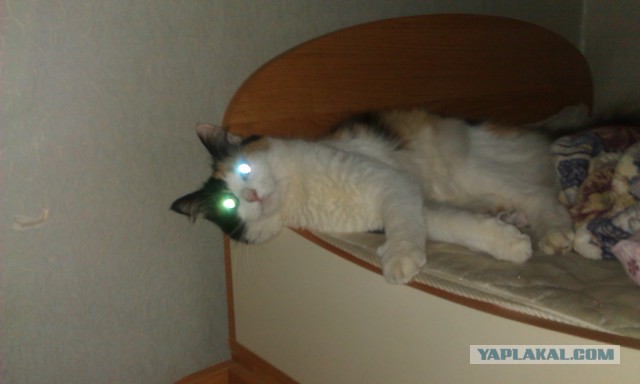 Котовторник
