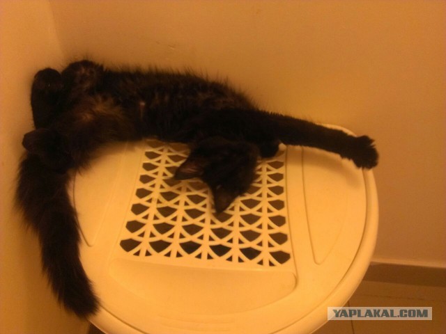 Котовторник 22.03.2016