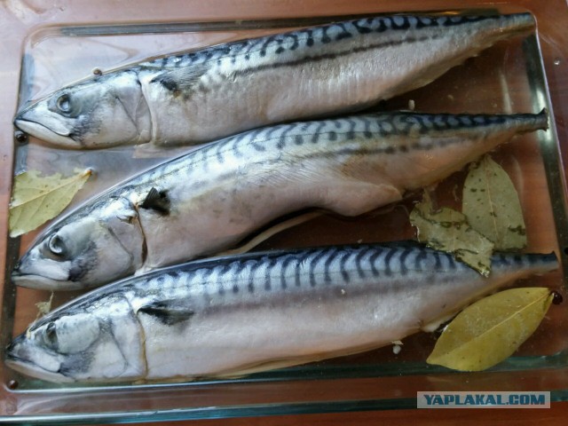 Скумбрия малосольная