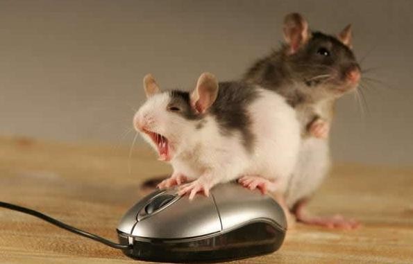 Мышиная групповуха