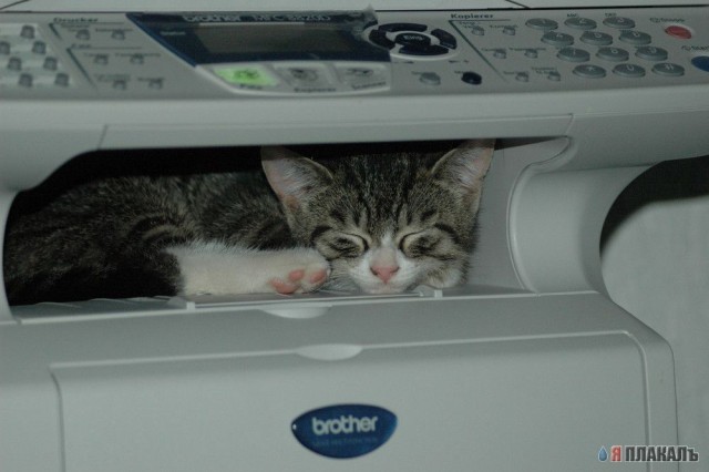 Кошки