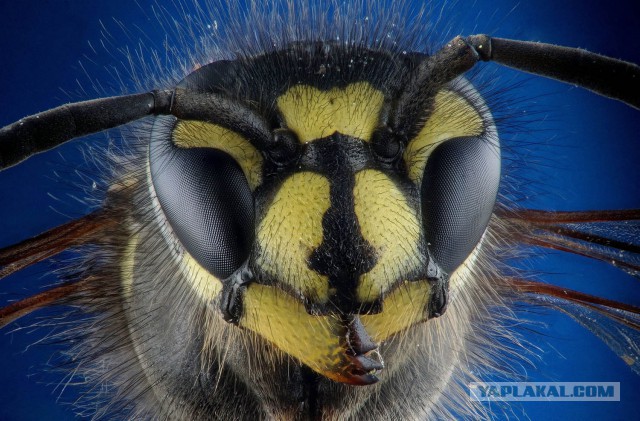 Макро портреты насекомых